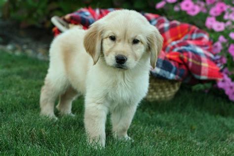 Learn more about caring for Golden Retriever puppies and dogs. . Golden retriever puppies houston
